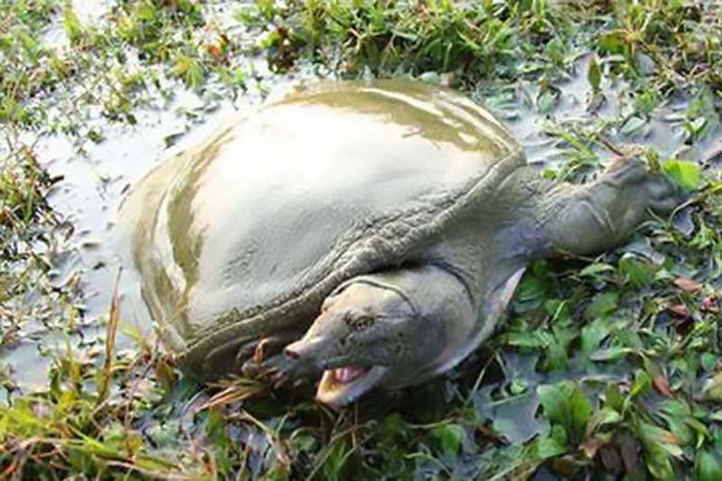 陈静涛甲鱼养殖联系方式,陈静涛甲鱼