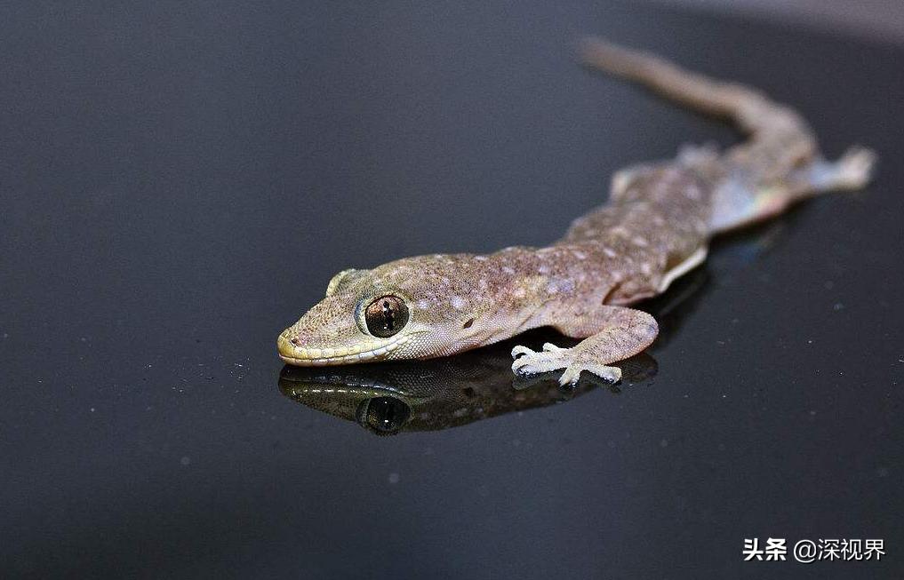 壁虎呆萌可爱,又可爱又温顺的壁虎