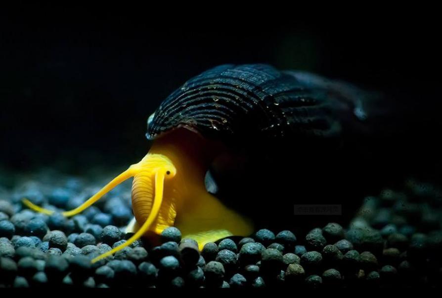 鱼缸放观赏螺好不好,鱼缸观赏螺推荐