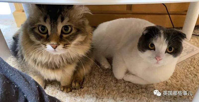 猫咪表情包喵星人,一组有故事的喵星人表情包