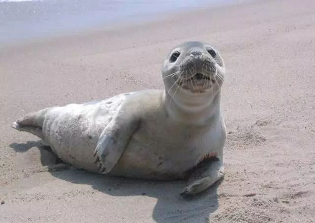 它土圆肥，却是出了名的网红