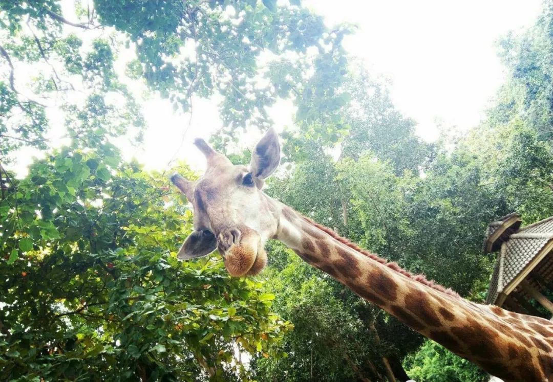 为什么选择泰国留学的人多,为什么很多人到泰国读国际学校