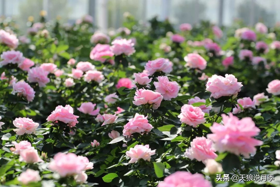 都说“最美人间四月天”，应该就是月季开花的模样吧！