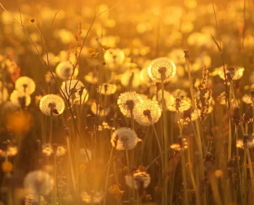 给虚伪的朋友的说说,真心朋友和虚伪朋友的句子说说