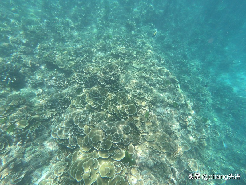 泰国普吉斯米兰跟团浮潜,泰国普吉岛自由潜水皇帝岛