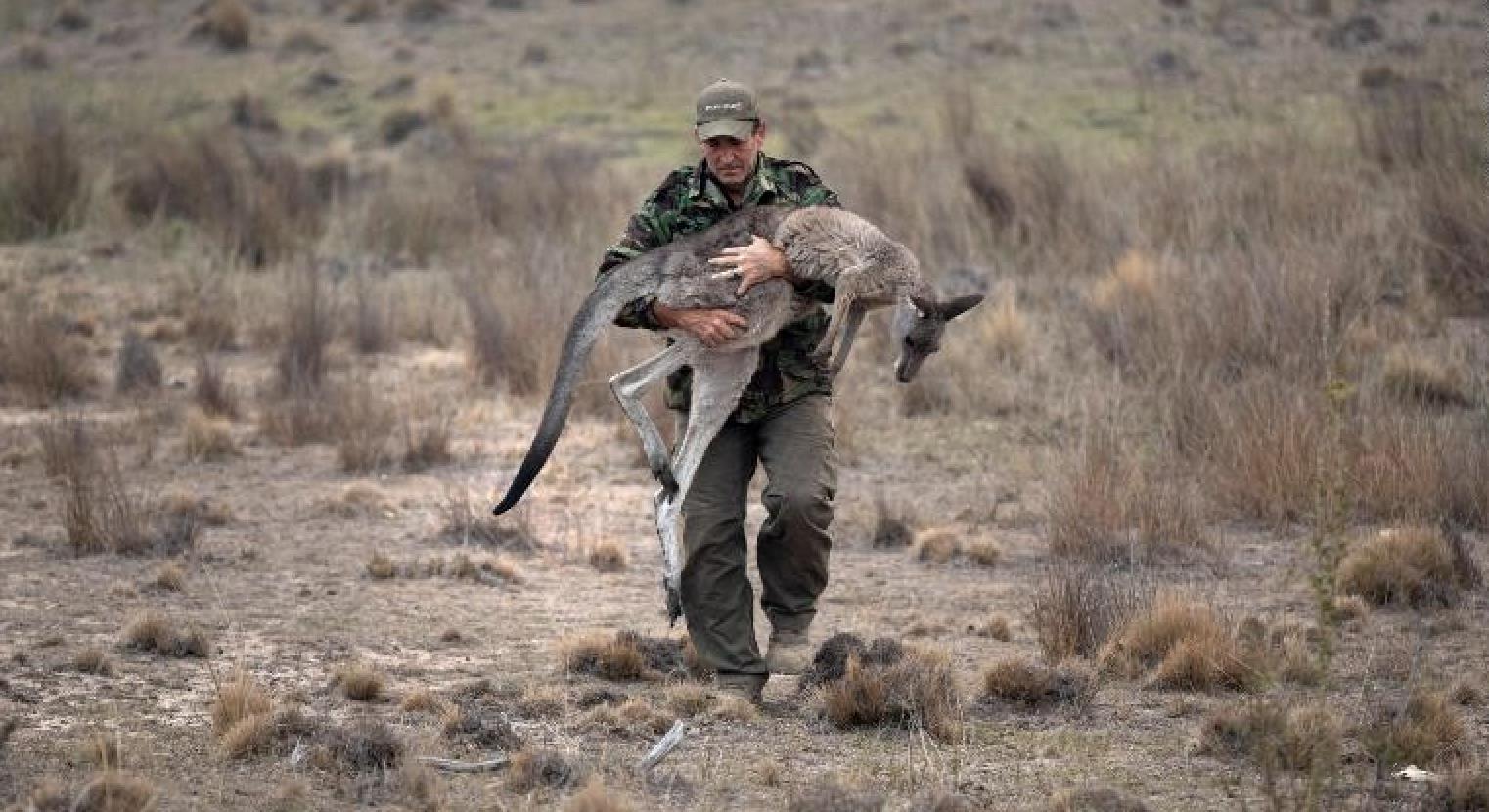 澳大利亚大火导致10亿动物葬身火海，空气污染严重口罩紧俏，大火释放的二氧化碳需一个世纪才能吸收