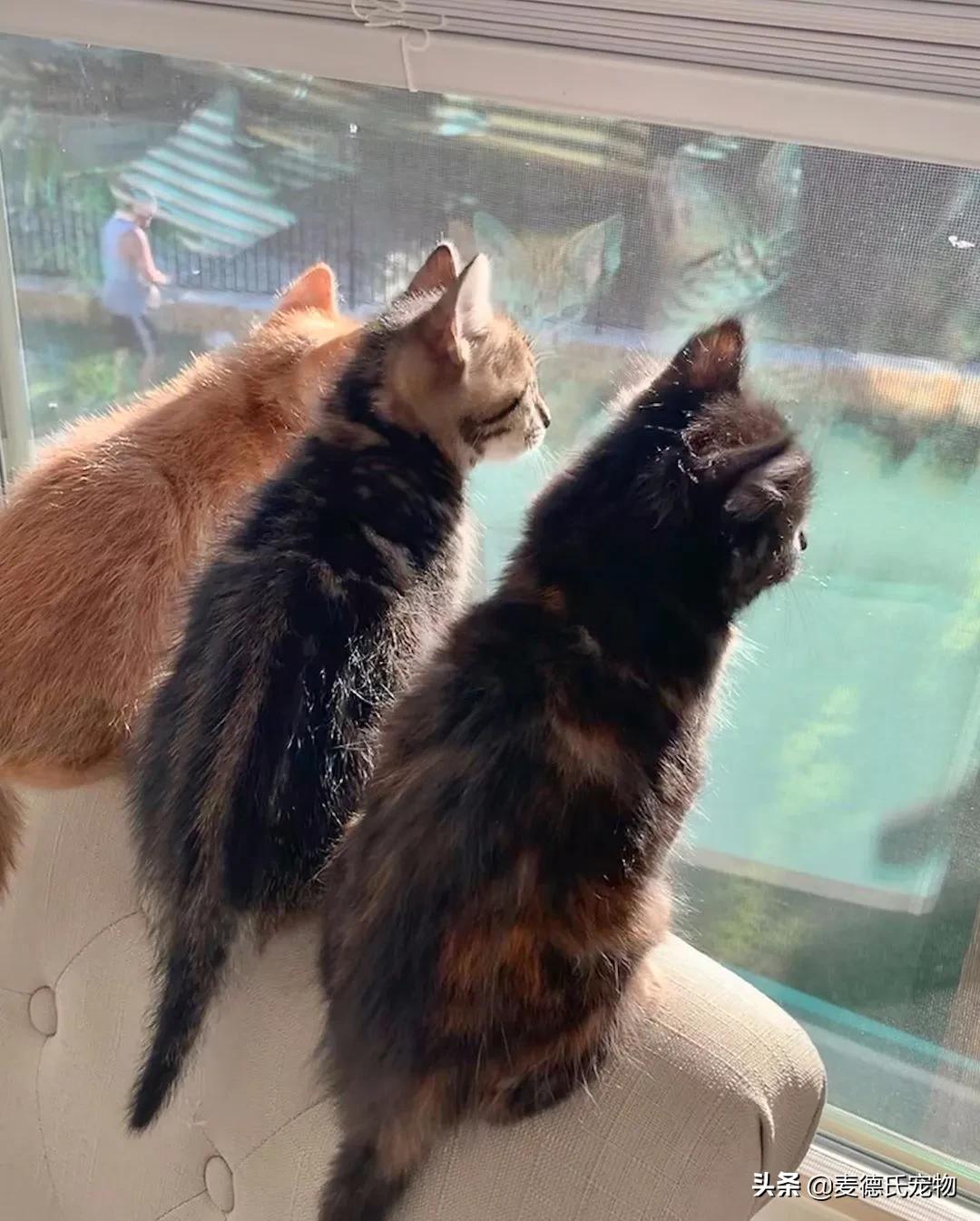 流浪猫猫赖到门口不走,流浪猫在我家门口赖着不走了