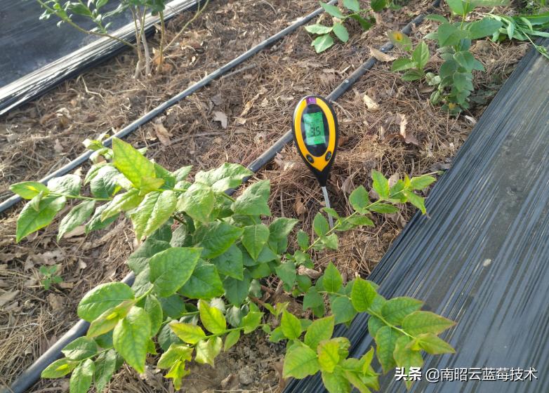 蓝莓叶片边缘焦枯是什么病害,蓝莓在高温下有哪些病害