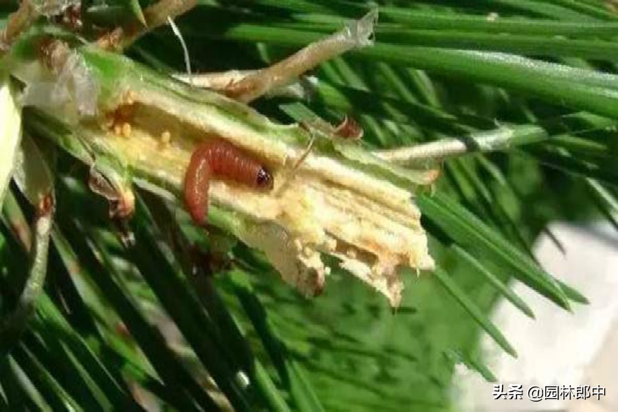 东北松梢螟及防治方法,松梢螟大树需要防治吗