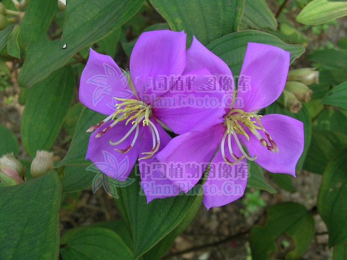 野牡丹主治什么,野牡丹果能吃吗