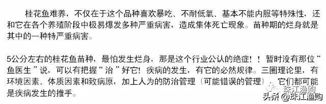 桂花鱼烂鳃怎样治,桂花鱼烂身怎么处理