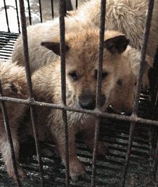 怎么养一只纯种土狗,如何养好一只土狗