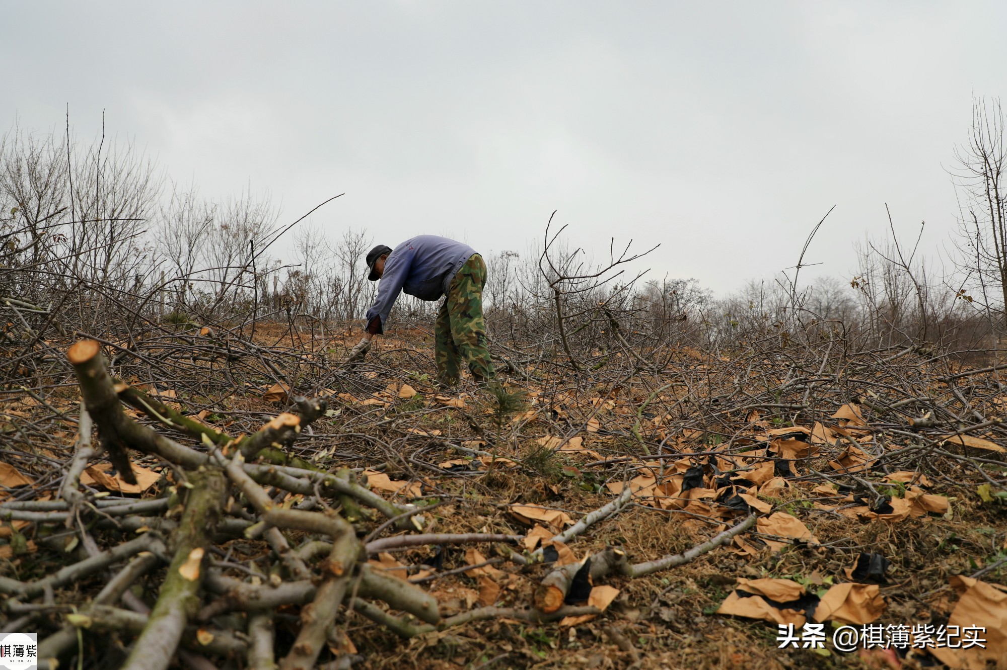 暴雨成苹果终结者？果农将4000棵果树全砍光：我不接受采访