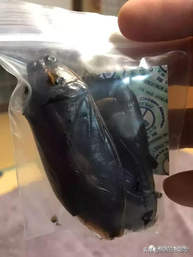 日本昆虫拉面自助售卖机,日本活体昆虫自助售卖机