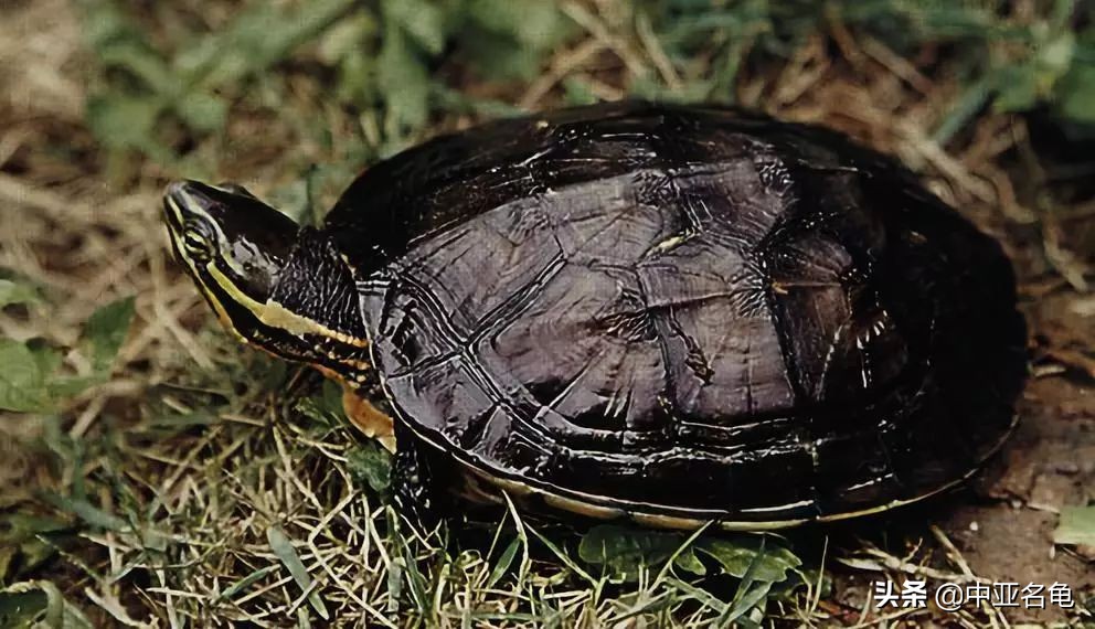 那些年那些被炒作过的乌龟,那些年炒作过的东西