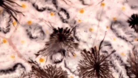 透明变异章鱼 (章鱼体内白色球状物是什么)