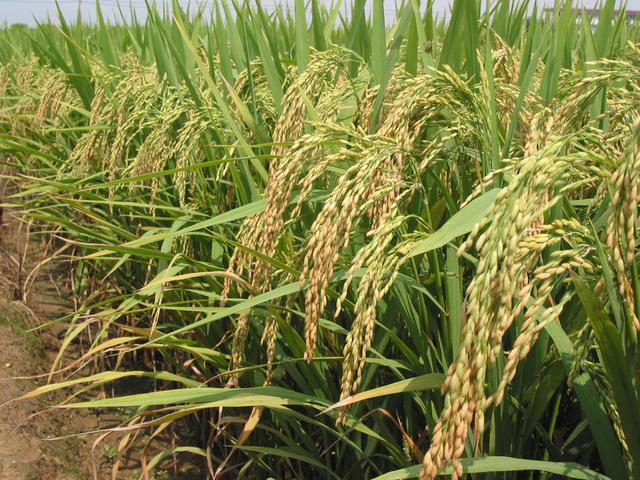 怎么存放大米既不生虫又不发霉,大米的最佳储存方法