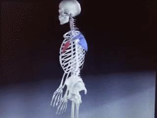 老年人肩周疼痛的厉害怎么治疗,老年人肩背部疼痛怎么回事