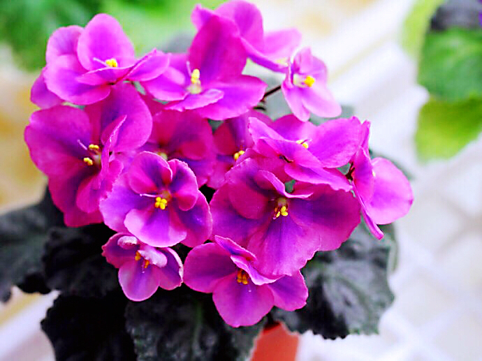 紫罗兰花卉大全,紫罗兰花卉盆栽图片