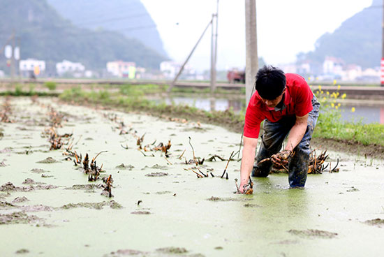 莲藕种下迟迟不发芽怎么办,藕苗不发芽是什么原因