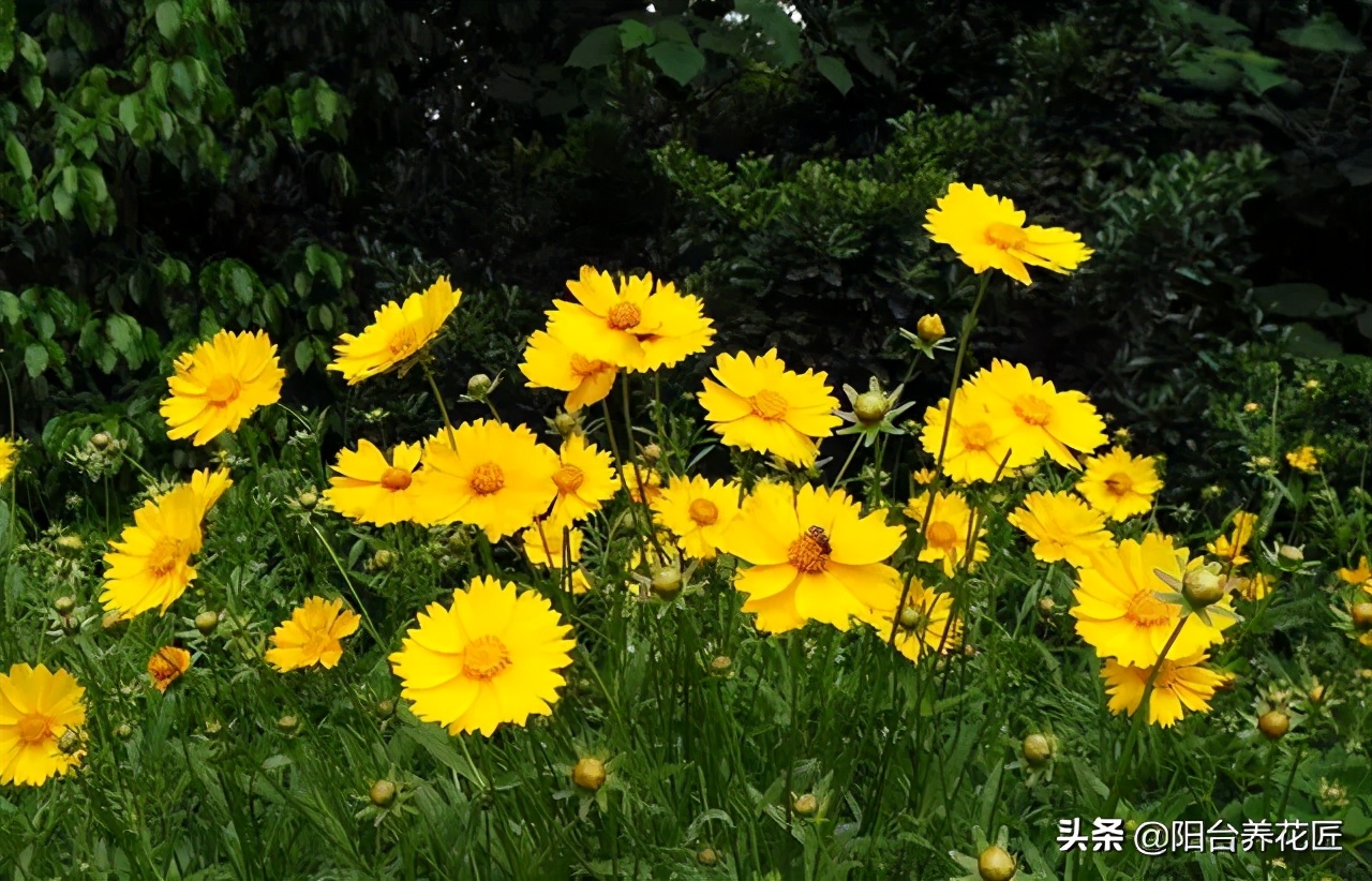 精心种植的一盆菊花非常漂亮,菊花盆栽什么样好看又好养