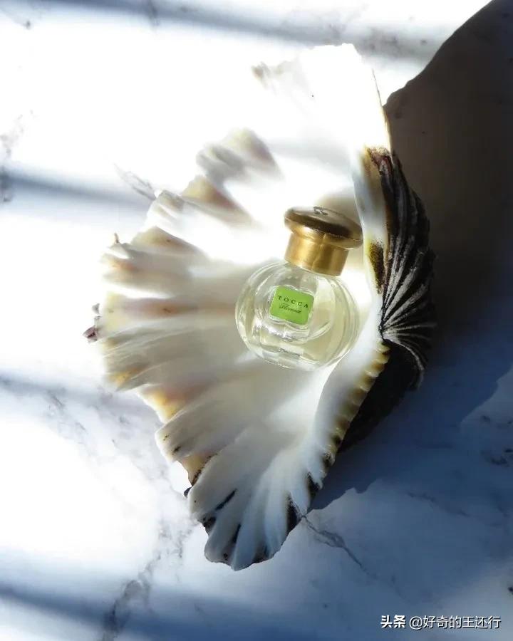 ToccaFlorence|栀子花开香满头