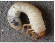 蓝莓园害虫的症状和防治,蓝莓地下害虫蛴螬防治