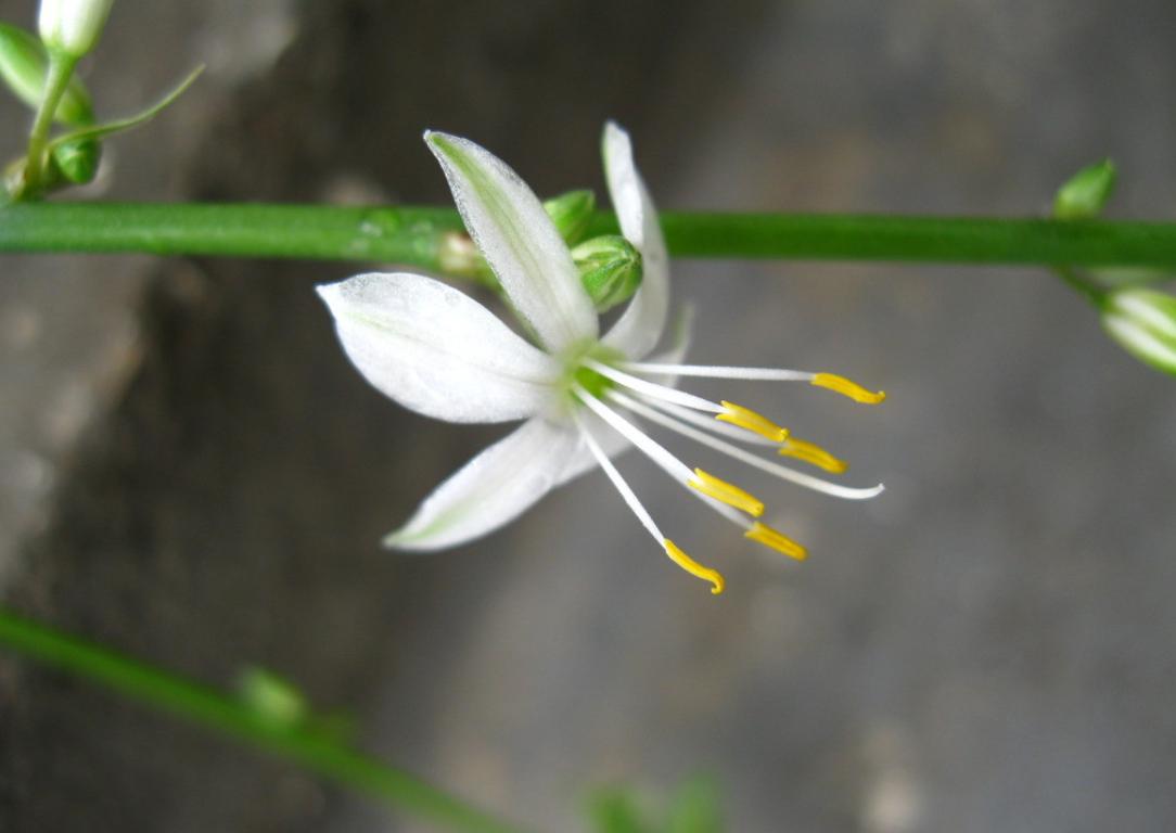 吊兰水培生活妙招,家庭盆栽吊兰的家养方法