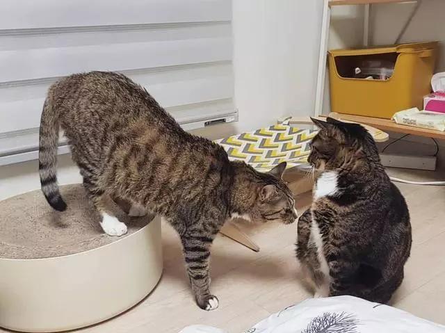 养猫的七条禁忌,养猫攻略之猫咪乱尿