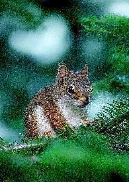 松鼠幼崽常见的疾病,魔王松鼠生病怎么处理