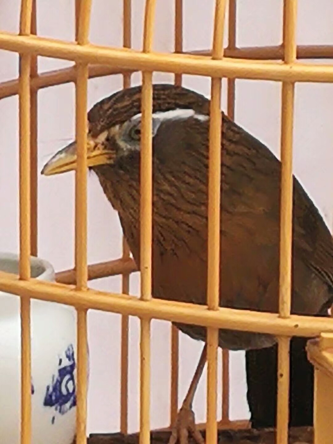 关于画眉打鸟的胜负的注意事项