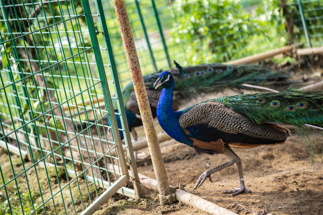五一黄金周长沙旅游攻略,长沙洋沙湖自驾游攻略