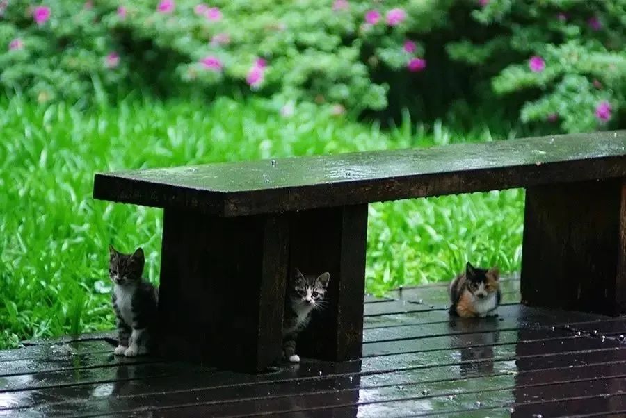 雨带给人的感受,雨给人带来难以捉摸的感伤