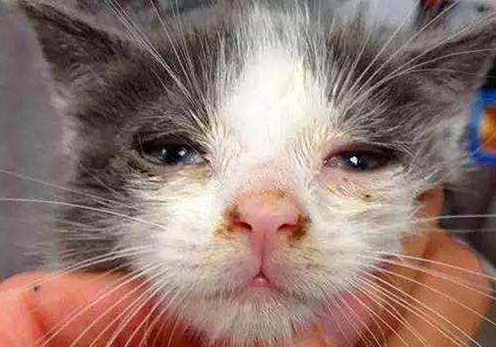 猫咪感冒打喷嚏流鼻涕是猫鼻支吗,猫咪感冒流脓鼻涕是什么情况