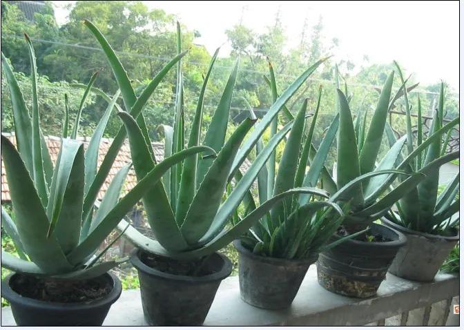 什么芦荟可以直接做面膜,芦荟的作用吃法大全集