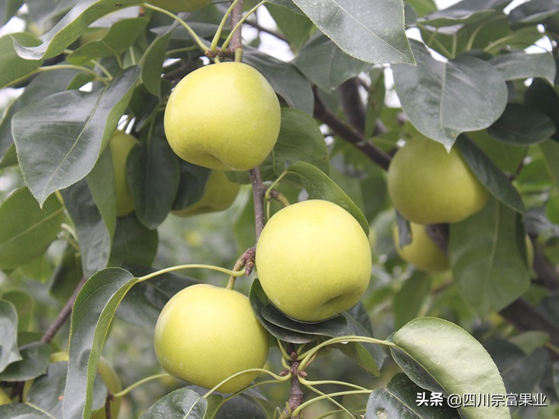 梨子果子长疙瘩打什么药,梨果面上有锈怎样治疗