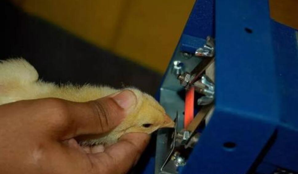 给鸡断喙修喙的方法和注意事项,鸡断喙正确方法视频