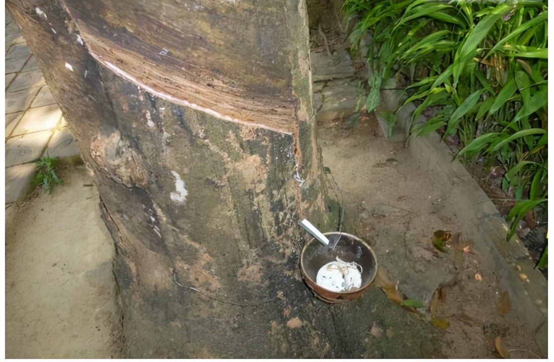 第二届热博会展示花絮2：最神奇的植物——可供人直饮的牛奶树