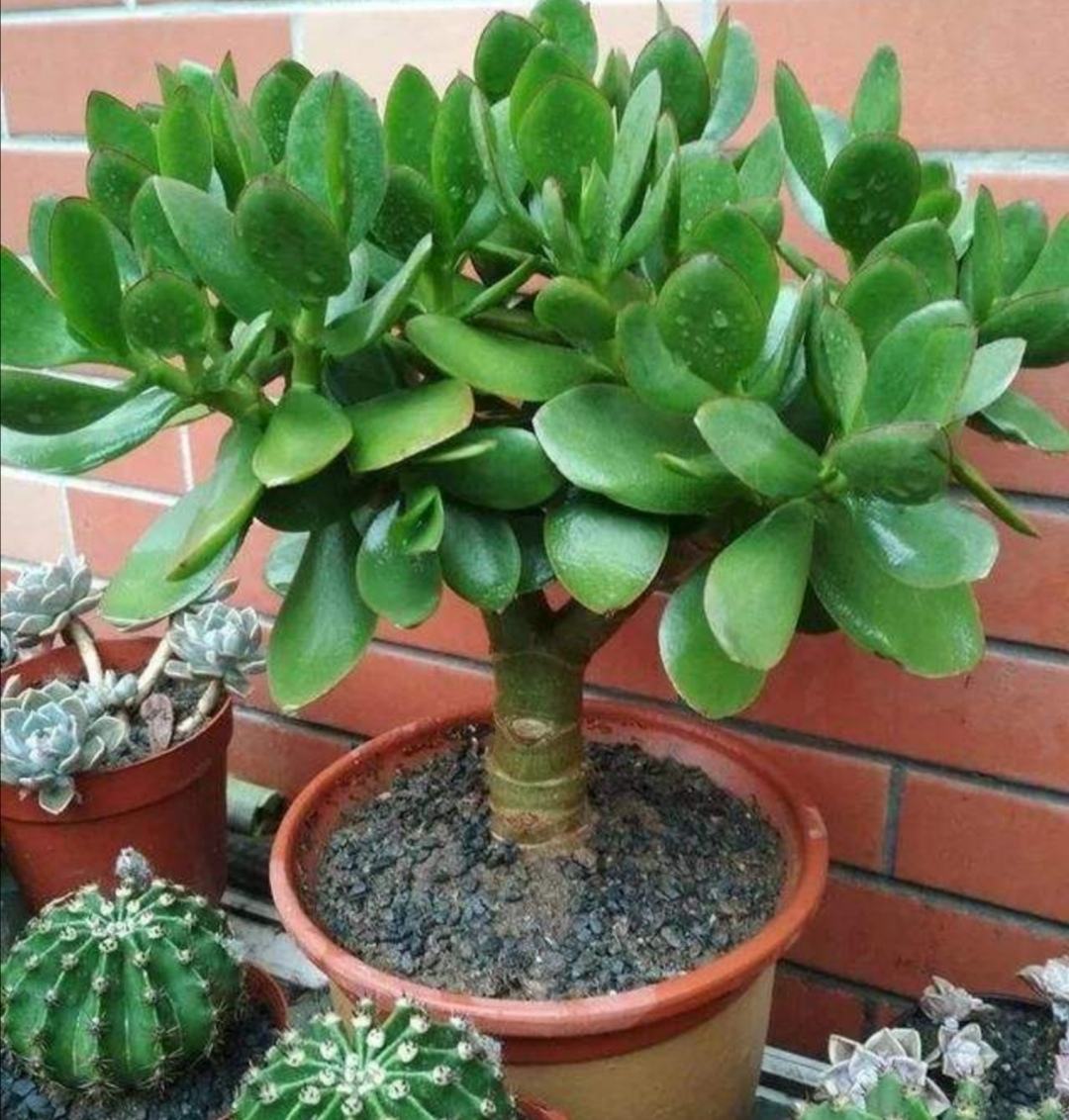 玉树修剪什么造型好看,玉树修剪造型详解