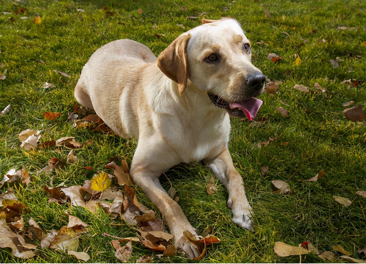 拉布拉多犬的四个缺点你能接受吗,拉布拉多犬不建议养的原因