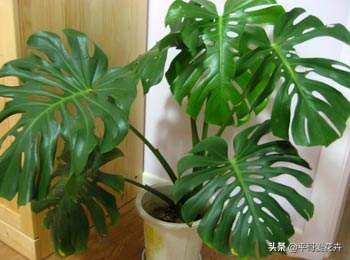 适合客厅养的容易养的绿植,适合客厅养的四季绿植好养