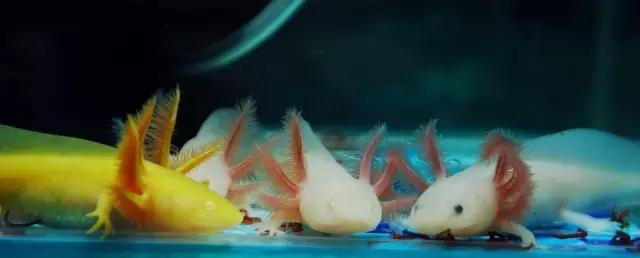 罕见奇特的双头龙鱼,背鳍变异龙鱼图片