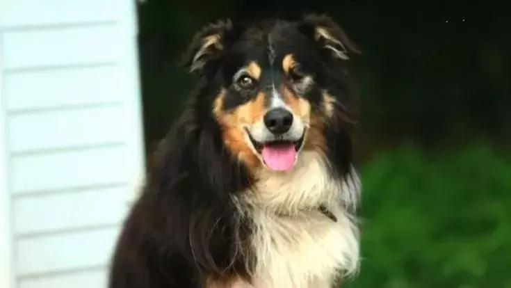 隐居深山30年以种地为生,隐居深山生活养动物