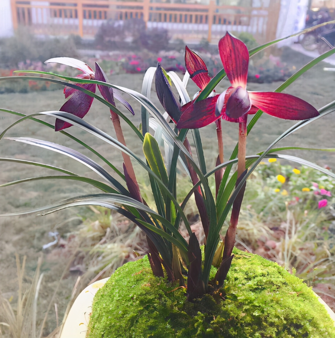 兰花品种大全莲瓣兰,兰花品种大全独脚兰