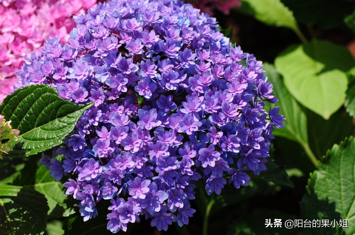 一年四季开花的绣球名字,6个颜色的绣球一起种