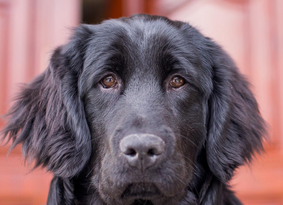 狗狗被丢弃后会记恨主人吗,狗狗被弃养了它自己知道吗