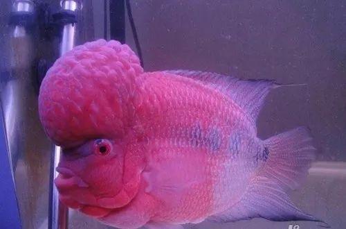 罗汉鱼苗是不是罗汉鱼,罗汉鱼苗需要什么样的水质