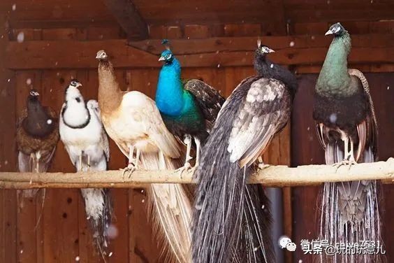 中国画孔雀名作,中国名画孔雀