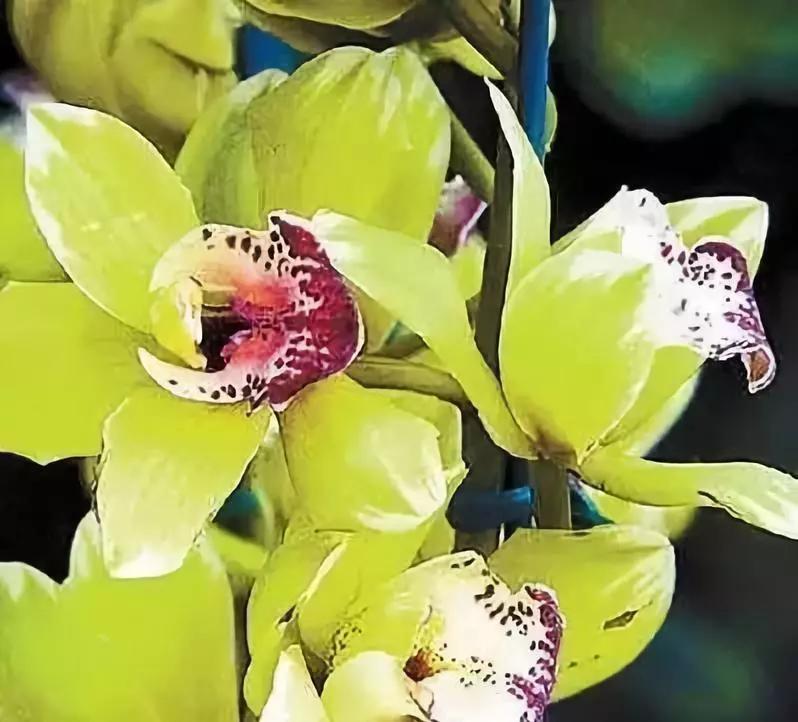 十大天价植物种子,十大顶级名贵植物