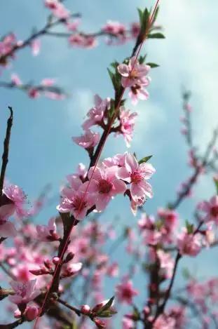 家养花卉摄影构图教程集锦,相机拍花卉拍照技巧和构图